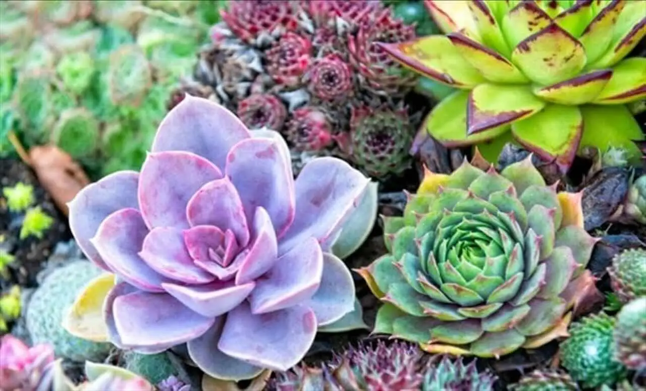 Sembra una rosa perfetta ma è una succulenta: ecco la pianta grassa che sta conquistando tutti