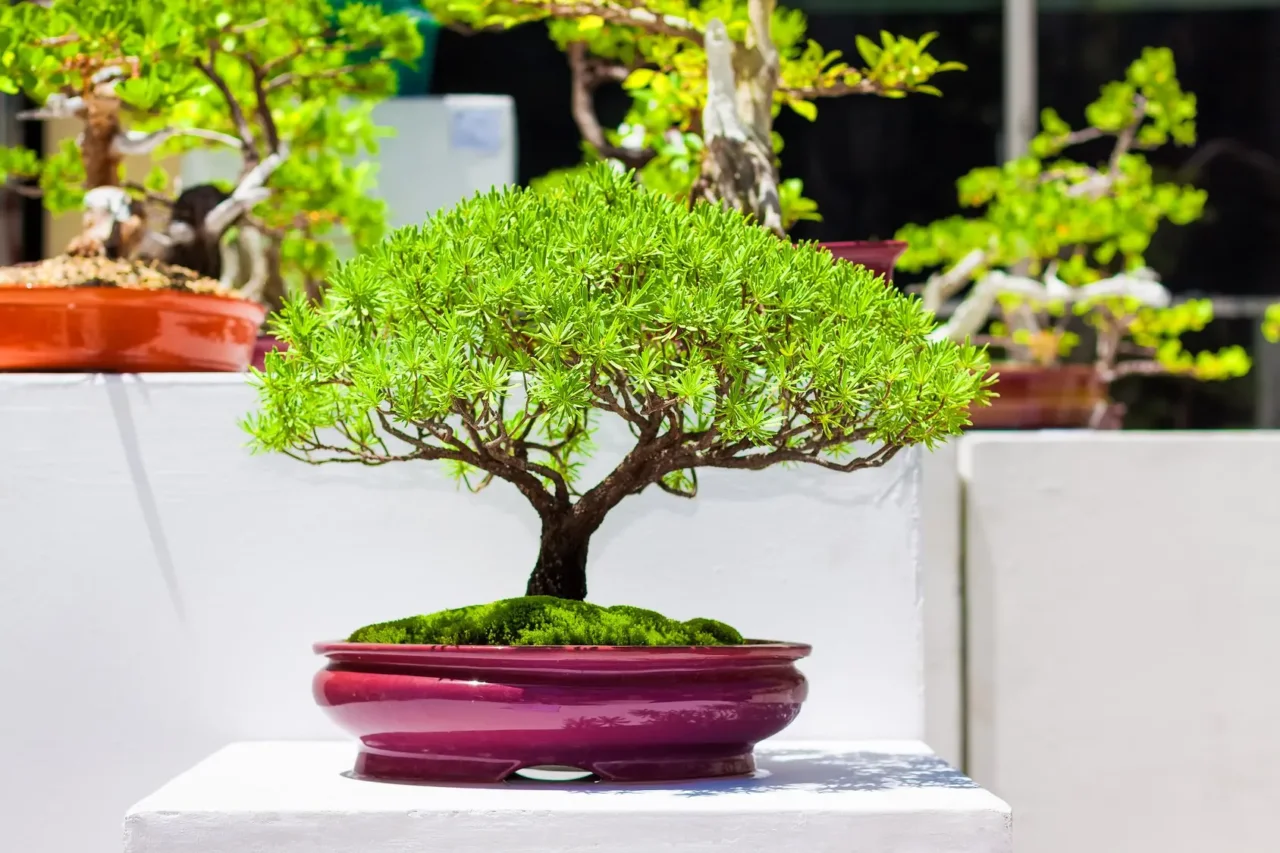 Qual è la specie di bonsai più comune? La risposta ti sorprenderà