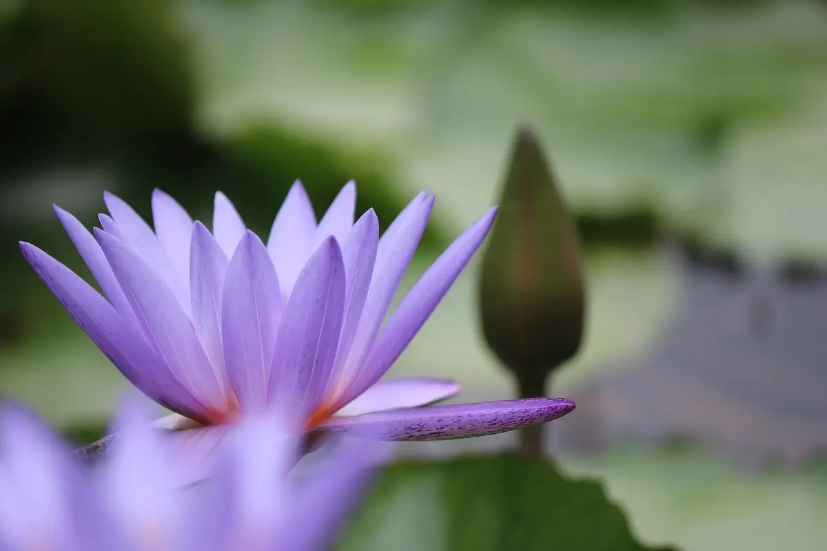 Il fiore che simboleggia la rinascita: piantalo per dare nuova energia alla tua vita