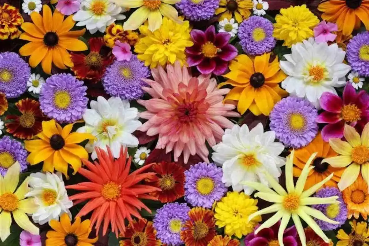 Esplosione di colore garantita: ecco i fiori instancabili che fioriscono tutta l’estate