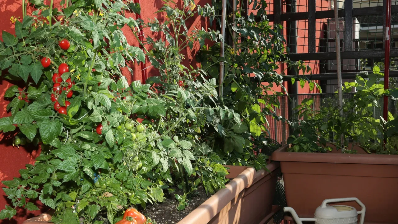 Allarme sulle tue piante: ecco cosa sono quei filamenti bianchi e se devi preoccuparti