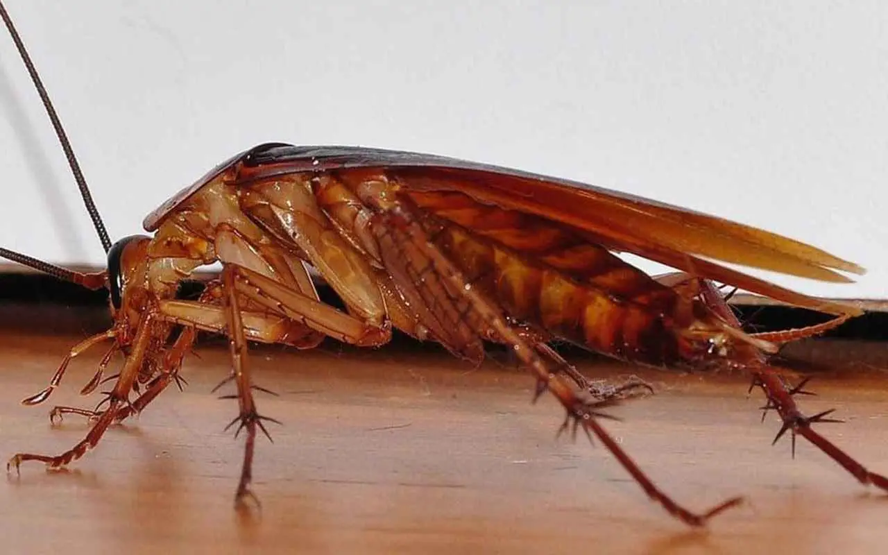 Allerta scarafaggi: il caldo intenso li attira in casa tua