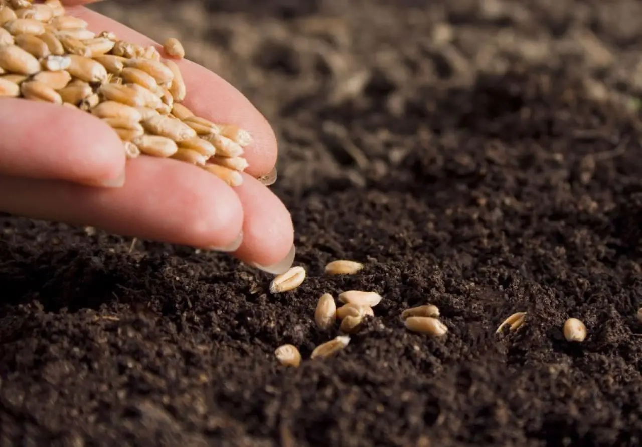 Semina il prato solo quando fa questa temperatura: è il segreto per un’erba perfetta