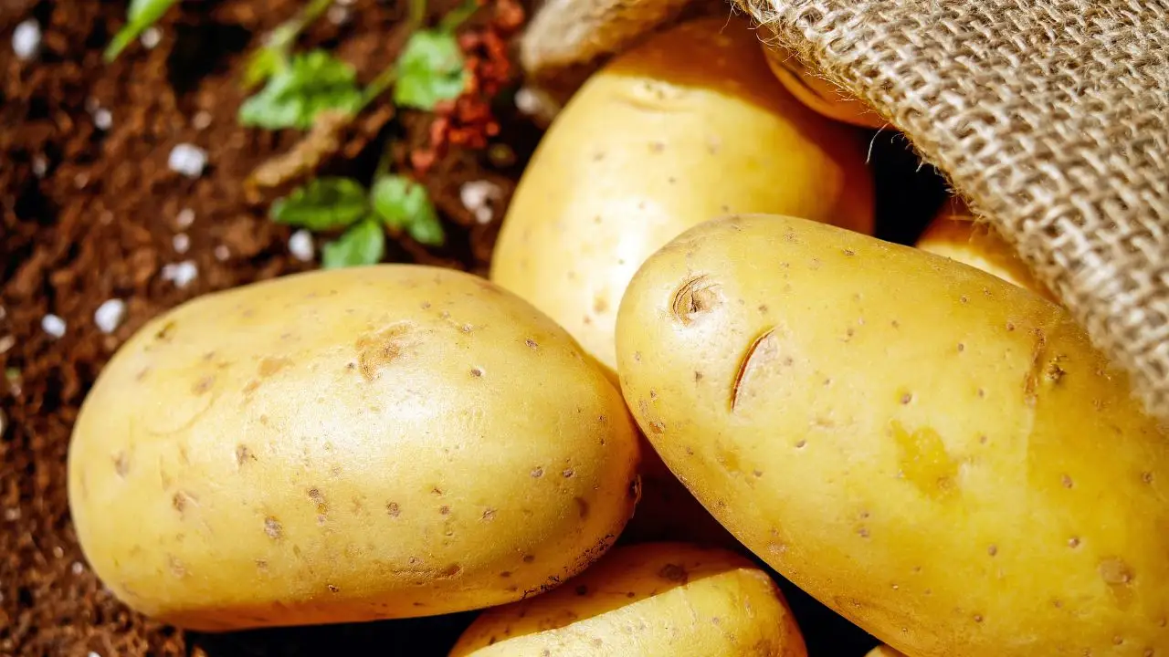 Vuoi piantare le patate in inverno? Ecco l’errore che fanno quasi tutti e come evitare la muffa