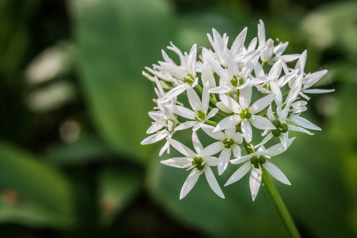 Ami l’agapanthus ma non riesci a coltivarlo? Ecco la pianta identica che fiorisce anche senza cure