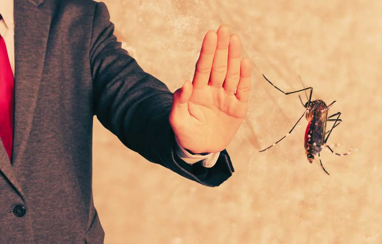 Zanzare in casa anche a finestre chiuse? Ecco cosa le attira davvero e come evitarlo