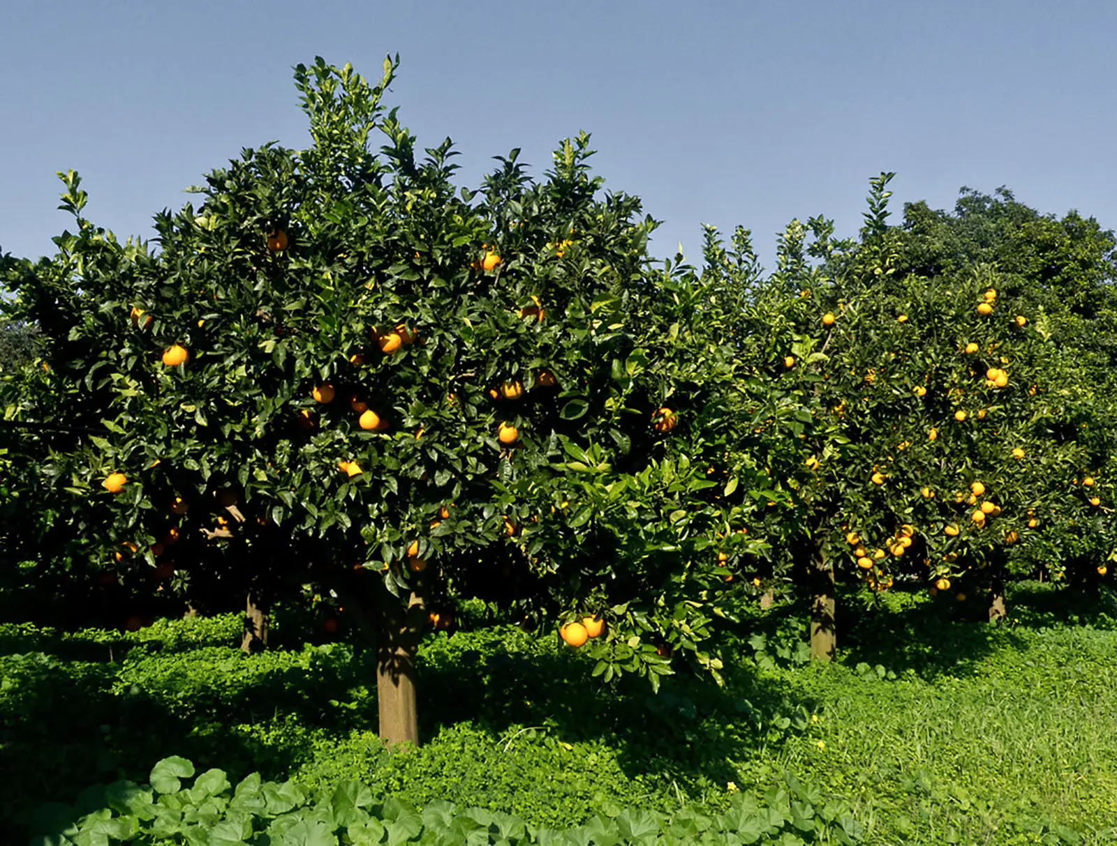 Pianti un frutteto per guadagnare? Ecco la resa reale per ettaro e se conviene davvero
