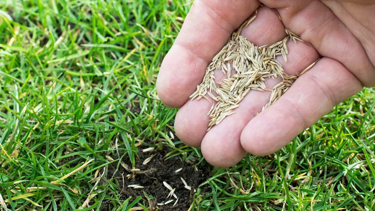 Vuoi seminare il prato in inverno? Ecco perché è un errore e il momento giusto per farlo