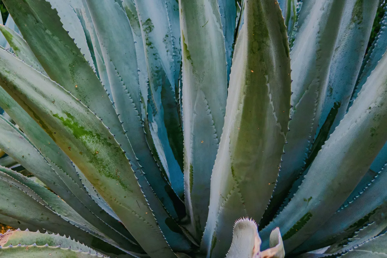 Se tieni l’agave in vaso attento all’inverno: ecco l’errore che la uccide
