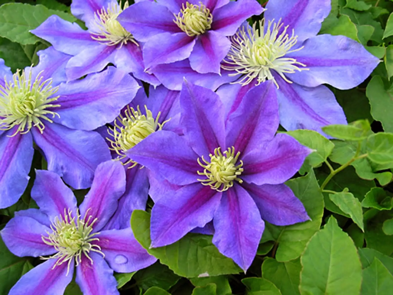 Non comprare la Clematis prima di vedere questi colori incredibili che pochi conoscono