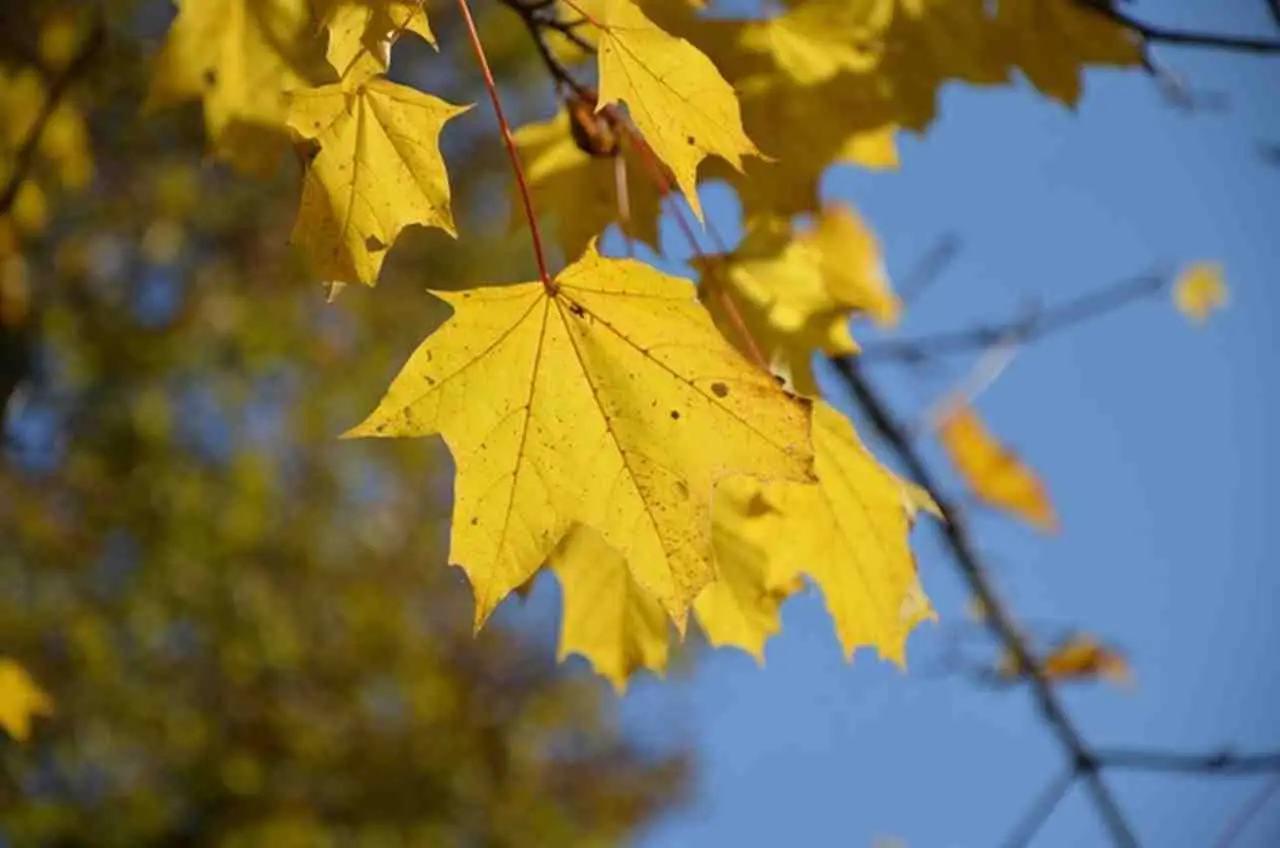 Curiosità botanica: ecco come si chiamano davvero le foglie quando cadono dagli alberi