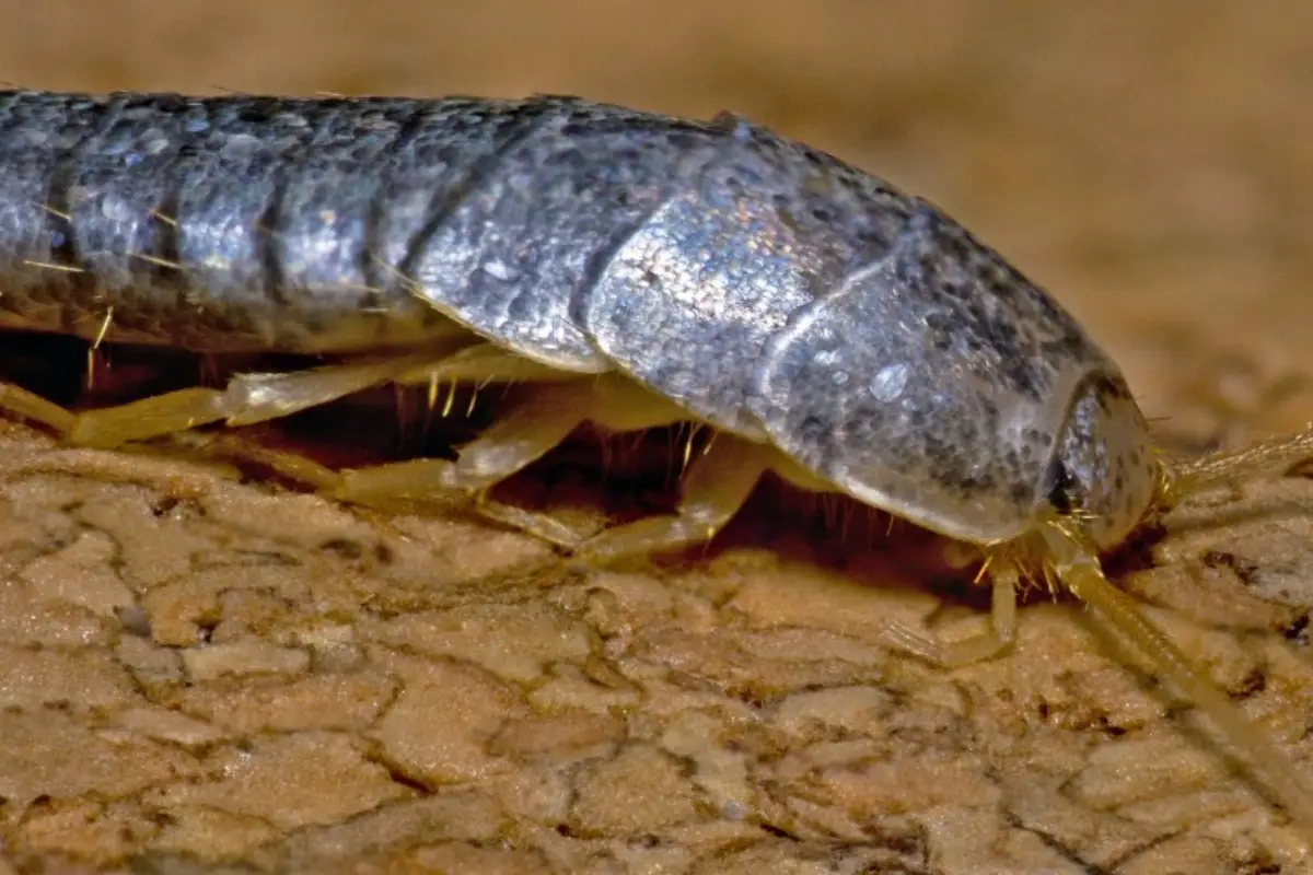 Trovi questi animaletti a forma di pallina in casa? Ecco cosa sono e se devi preoccuparti