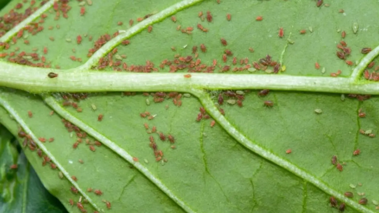 Vite rovinata dalla cocciniglia? Ecco il trattamento naturale che la elimina in pochi giorni
