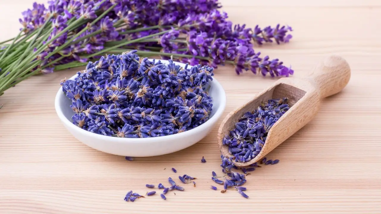 Il trucco per non far morire la lavanda in vaso: ecco cosa sbagli