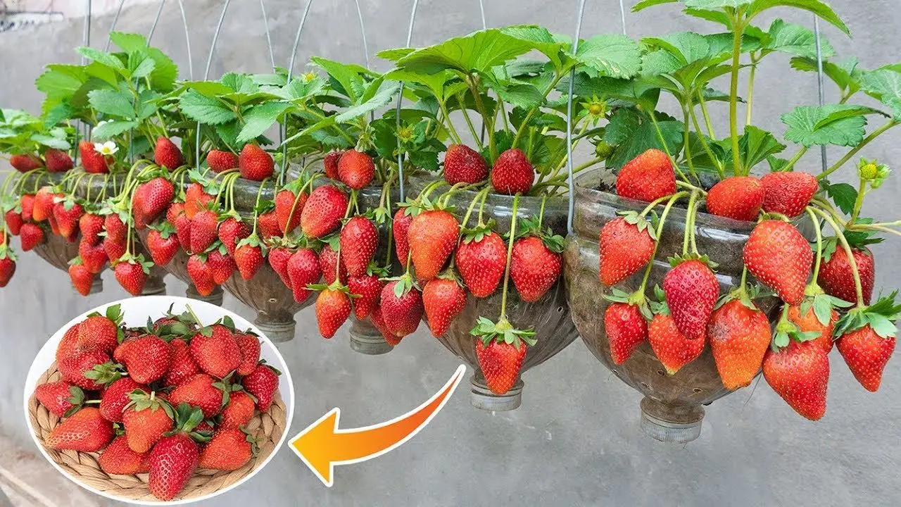 Come si fa a coltivare le fragole in vaso sul balcone? I consigli per un raccolto abbondante