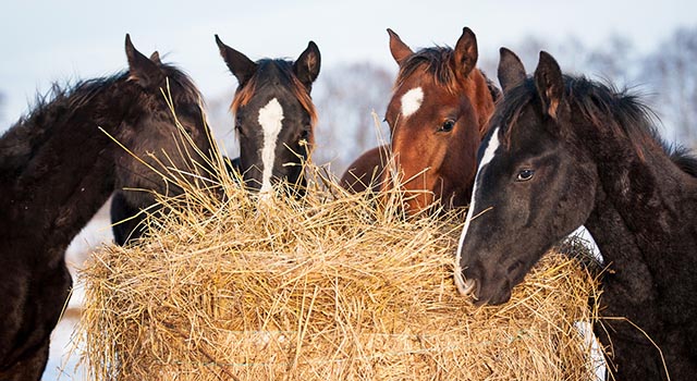 Scuderie a Paddock